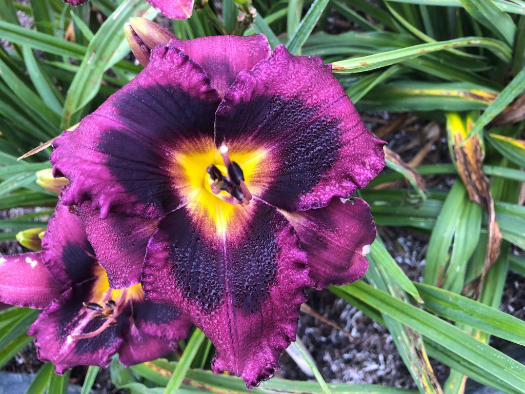 Galactic Eclipse | Harbour Breezes Daylilies and Japanese Iris at